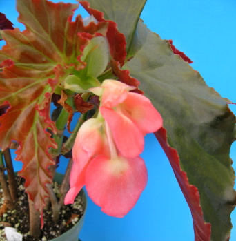 B. ‘Jumbo Jet’